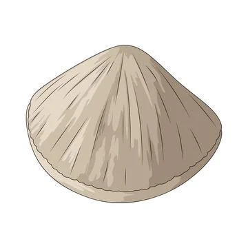 Cockle shell illustration Stock Illustration