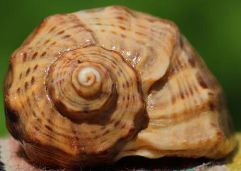 Cockle-shell Stock Photos