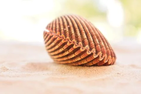Cockle Shell Foto stock
