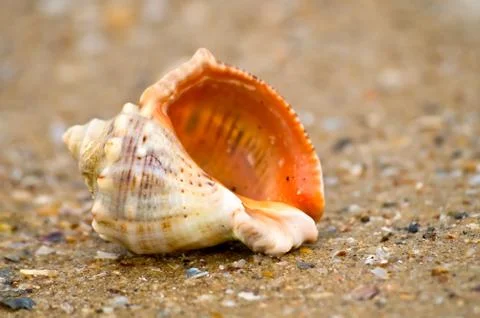 	Cockle-shell in sand on a beach Stock Photos