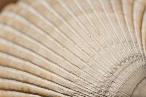 Cockle Shell Texture and Pattern Stock Photos