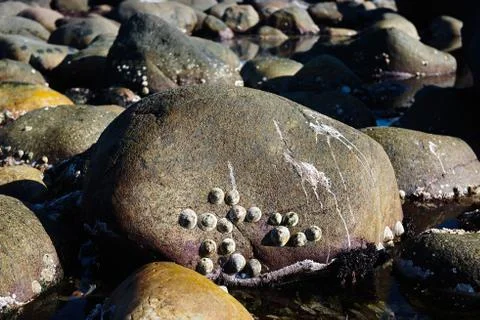 Cockle shells are resting on a bed of rocks Stock Photos