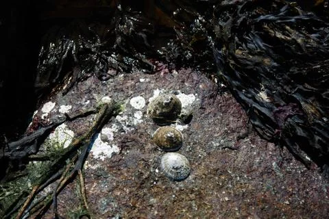 Cockle shells are resting on a bed of rocks Stock Photos