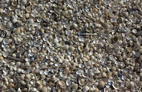 Cockle shells Stock Photos
