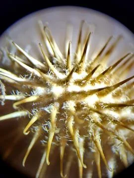 Cocklebur close-up through microscope Stock Photos