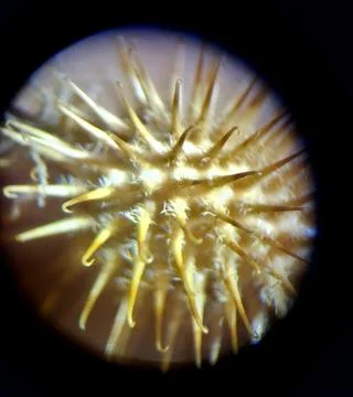 Cocklebur close-up through microscope Foto stock