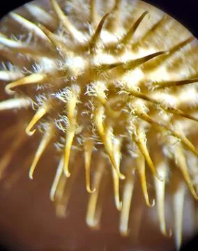 Cocklebur close-up through microscope Stock Photos