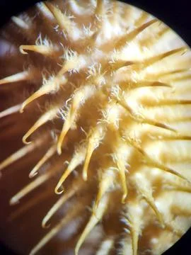 Cocklebur close-up through microscope Stock Photos