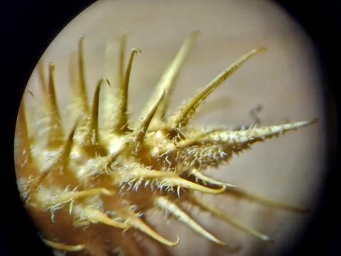 Cocklebur close-up through microscope Stock Photos