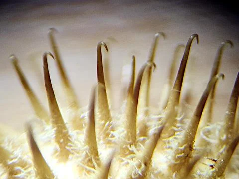 Cocklebur close-up through microscope Stock Photos