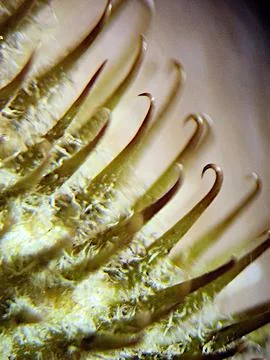 Cocklebur close-up through microscope Stock Photos