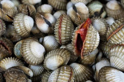 Cockles Foto stock