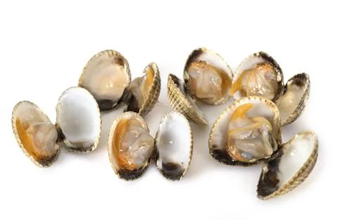 Cockles in studio Stock Photos