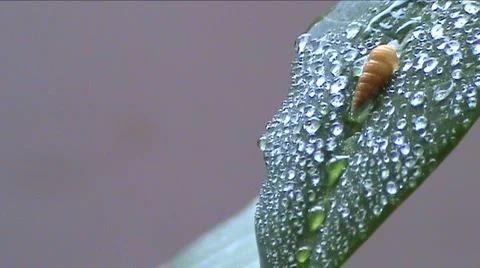 Cockleshell and dew  Stock Footage 939023