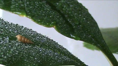 Cockleshell and drops Stock Footage 939006