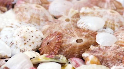 Cockleshell background Stock Footage 64074955