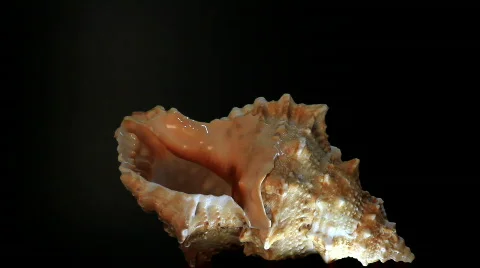 Cockleshell on black background Stock Footage 624524