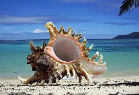 Cockleshell Cockleshell on a background of a lagoon Copyright: xZoonar.com... 스톡 사진