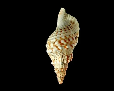 Cockleshell Stock Footage 299561