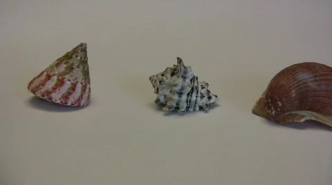 Cockleshell Stock Footage 543762