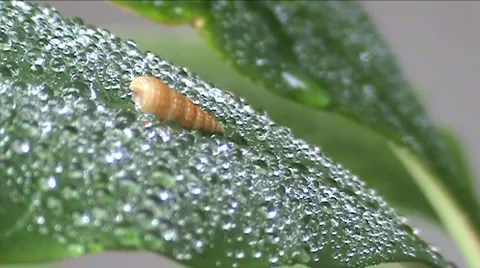 Cockleshell  스톡 동영상 938963