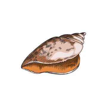 Cockleshell or shell of mollusk or crustacean, vector illustration isolated. Stock Illustration