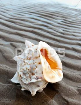 Cockleshell Stock Photos
