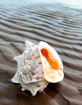 Cockleshell Foto stock