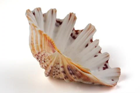 Cockleshell Stock Photos