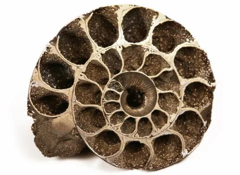 Cockleshell Stock Photos