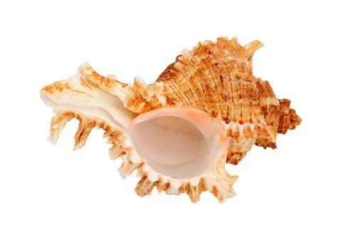 Cockleshell Stock Photos