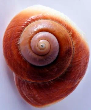 Cockleshell Stock Photos