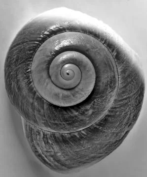 Cockleshell Stock Photos