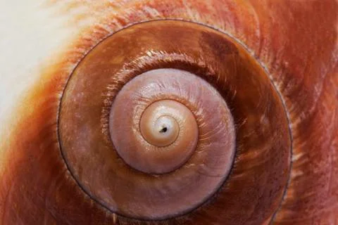 Cockleshell Stock Photos