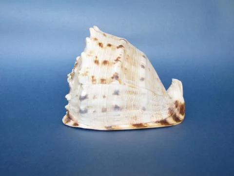 Cockleshell Stock-Fotos