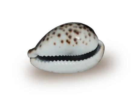 Cockleshell Stock Photos