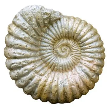 Cockleshell. Stock Photos