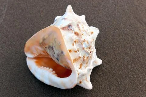Cockleshell on sand Foto stock