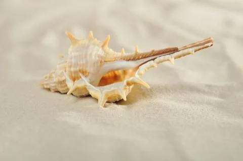 Cockleshell on sand Stock Photos
