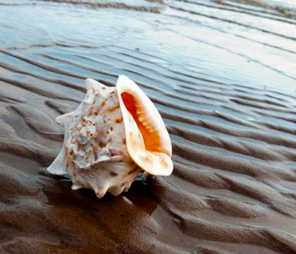 Cockleshell on sandy coast Foto stock