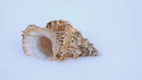 Cockleshell on snow Stock Footage 71323014