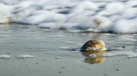 Cockleshell in the surf Stock Footage 49787079