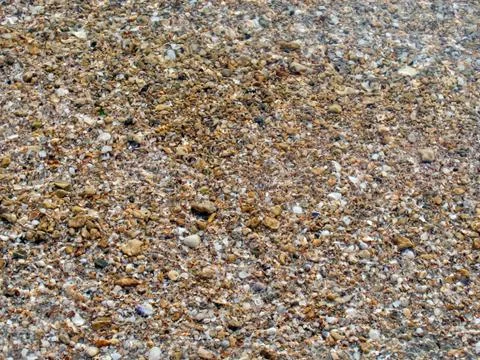 Cockleshell surface background Stock Photos