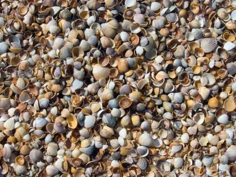 Cockleshell surface background Stock Photos