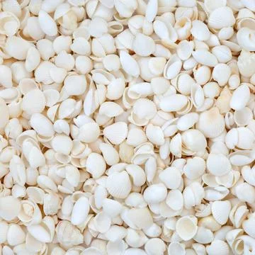 Cockleshell White Beach Seashell Abstract Background Stock Photos