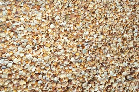 Cockleshells background. Shells lying on the seashore, moist and shining from Stock Photos