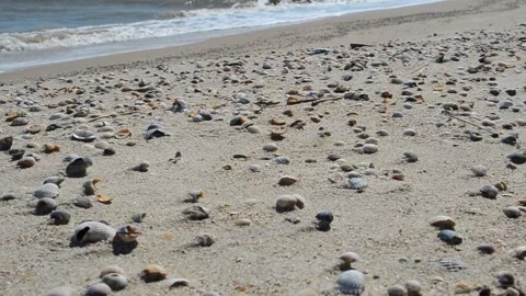 Cockleshells on a beach. Beach plot Vídeos de archivo 219555509