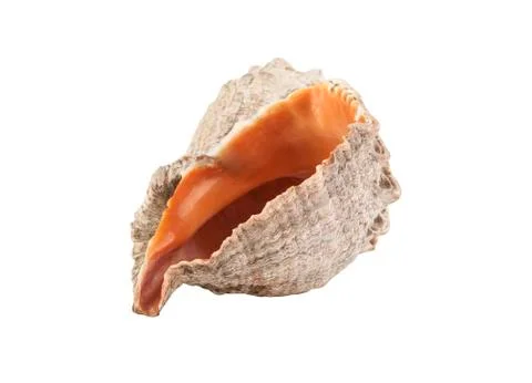 Cockleshells Stock Photos