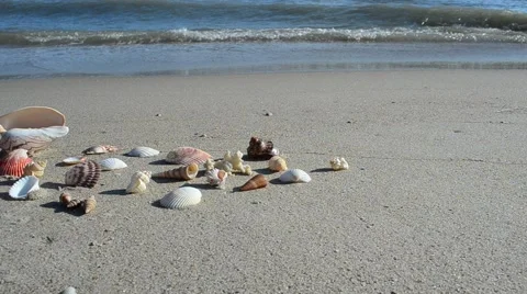 Cockleshells on sand, the beach 動画素材 69056046
