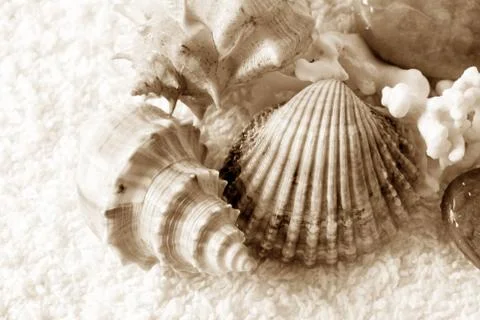 Cockleshells on a towel Stock Photos